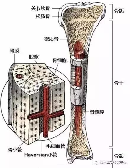 运动系统——10分钟搞定