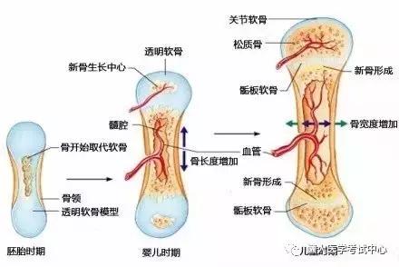 运动系统——10分钟搞定