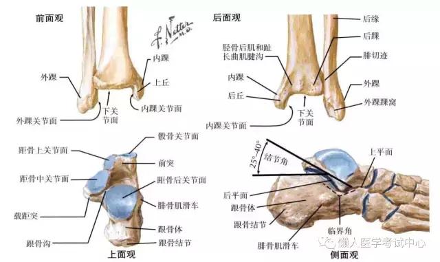 运动系统——10分钟搞定