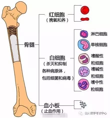 运动系统——10分钟搞定