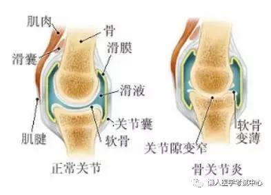 运动系统——10分钟搞定