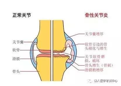 运动系统——10分钟搞定