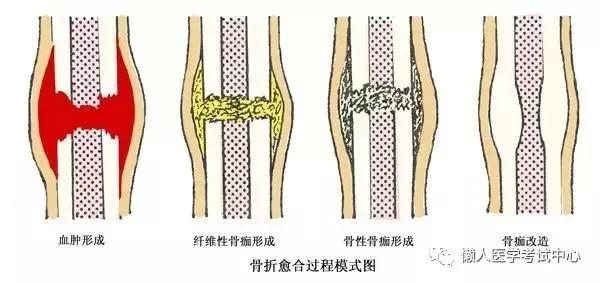 运动系统——10分钟搞定