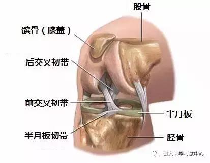 运动系统——10分钟搞定