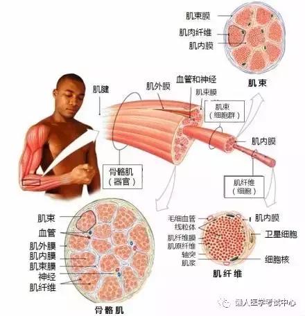 运动系统——10分钟搞定