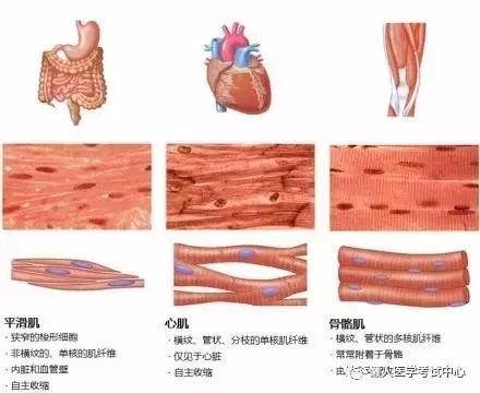 运动系统——10分钟搞定