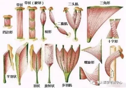 运动系统——10分钟搞定