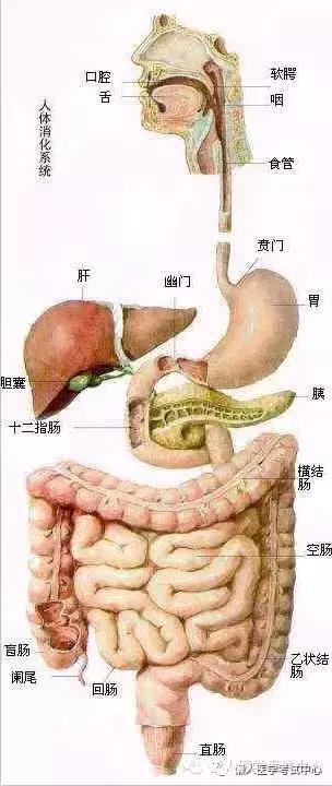 10分钟搞定消化系统