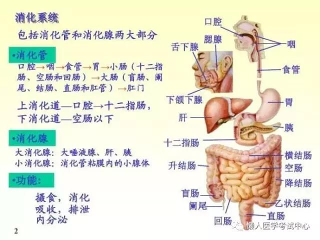 10分钟搞定消化系统