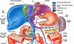 10分钟搞定消化系统