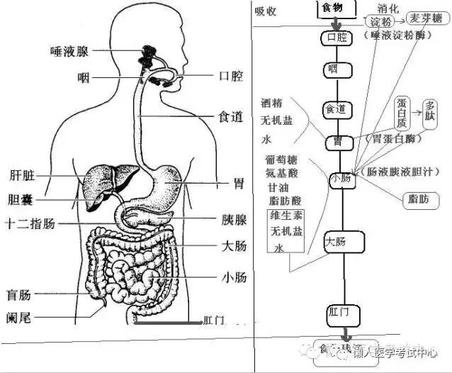 10分钟搞定消化系统