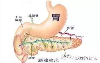 10分钟搞定消化系统