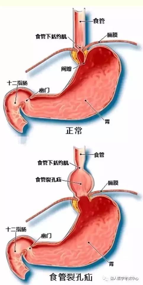 10分钟搞定消化系统