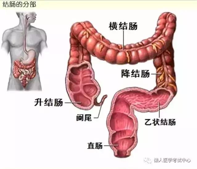 10分钟搞定消化系统