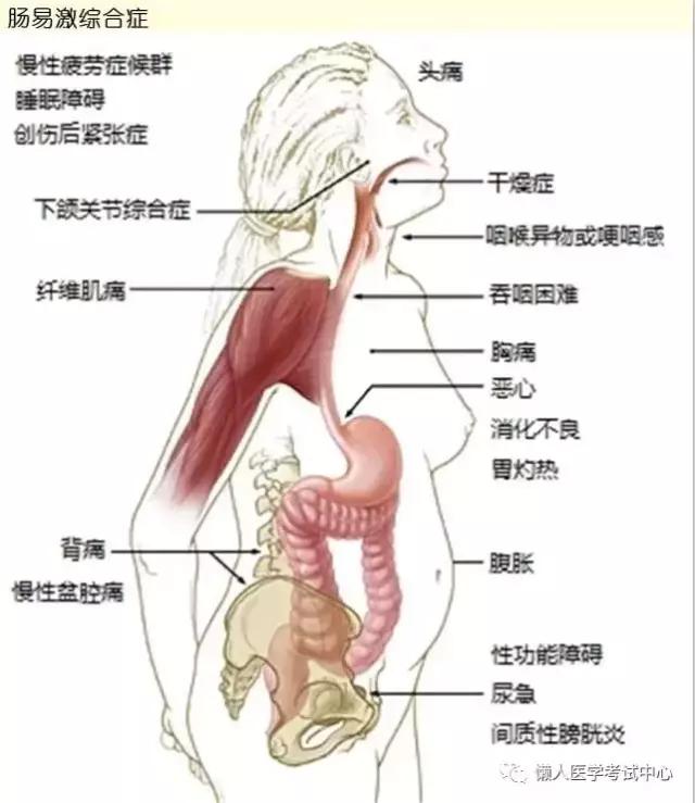 10分钟搞定消化系统