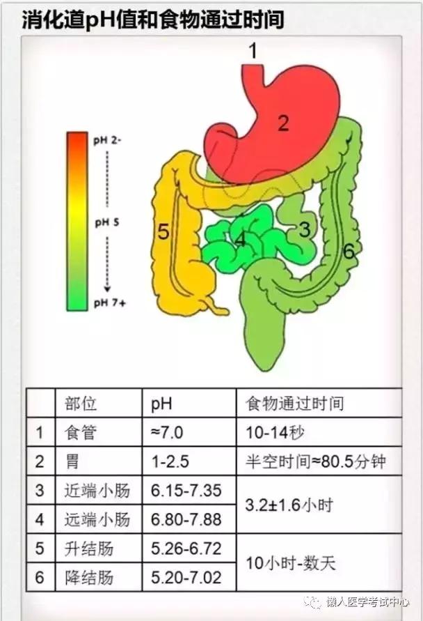 10分钟搞定消化系统