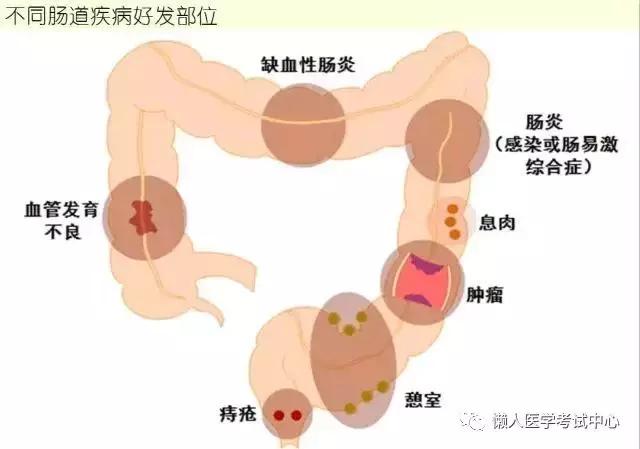 10分钟搞定消化系统