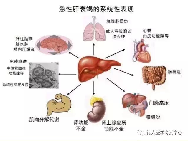 10分钟搞定消化系统