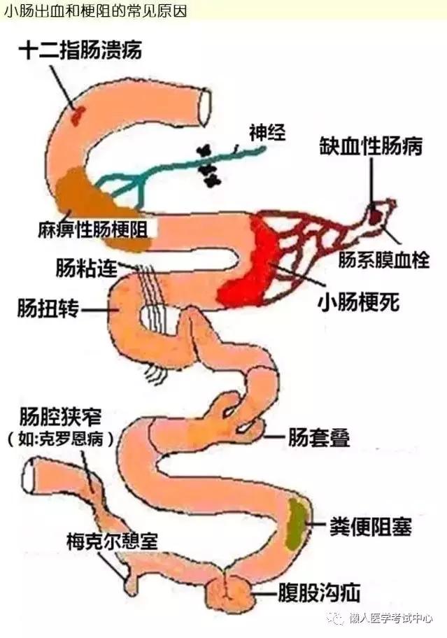 10分钟搞定消化系统