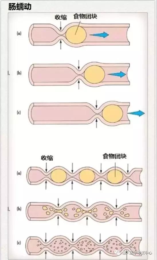 10分钟搞定消化系统