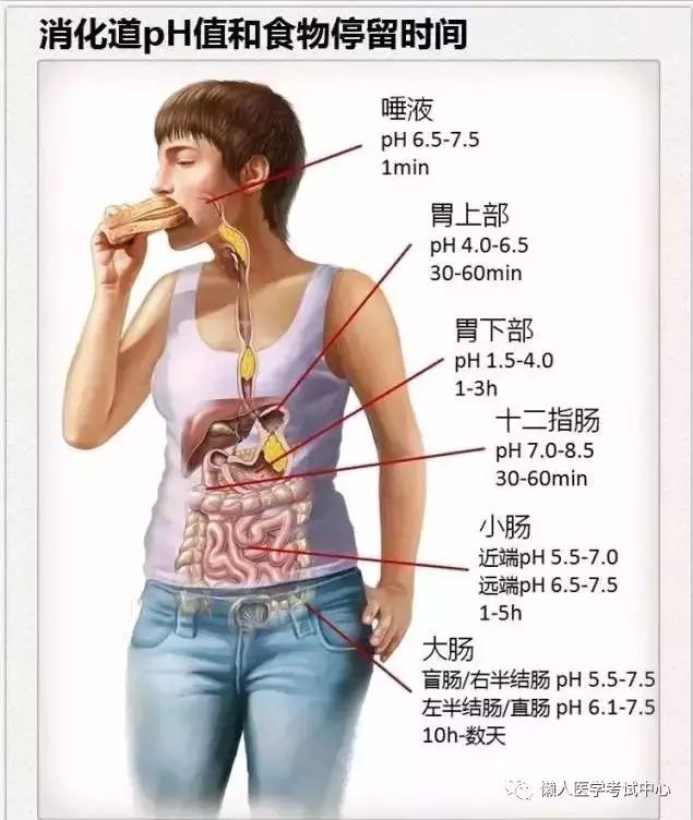 10分钟搞定消化系统