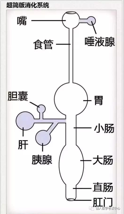 10分钟搞定消化系统