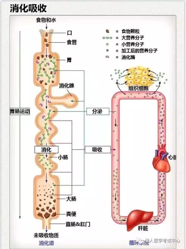 10分钟搞定消化系统