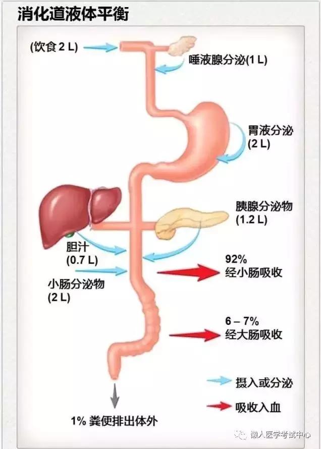 10分钟搞定消化系统