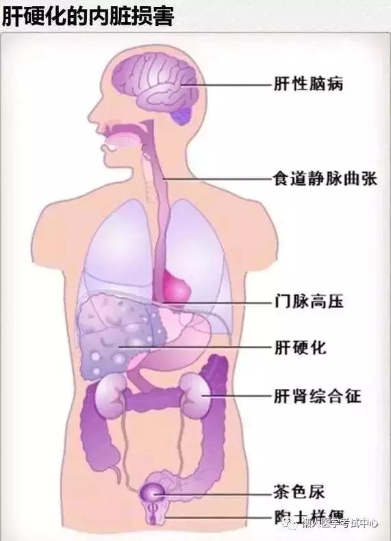 10分钟搞定消化系统