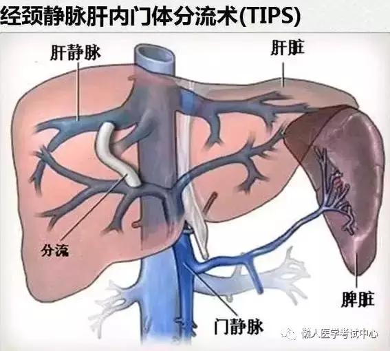 10分钟搞定消化系统