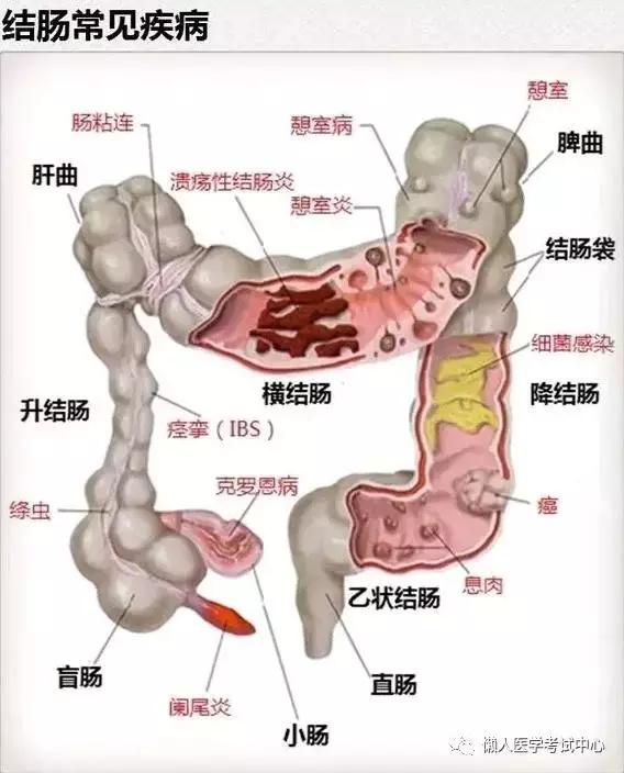 10分钟搞定消化系统