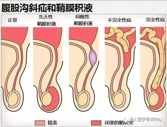 10分钟搞定消化系统