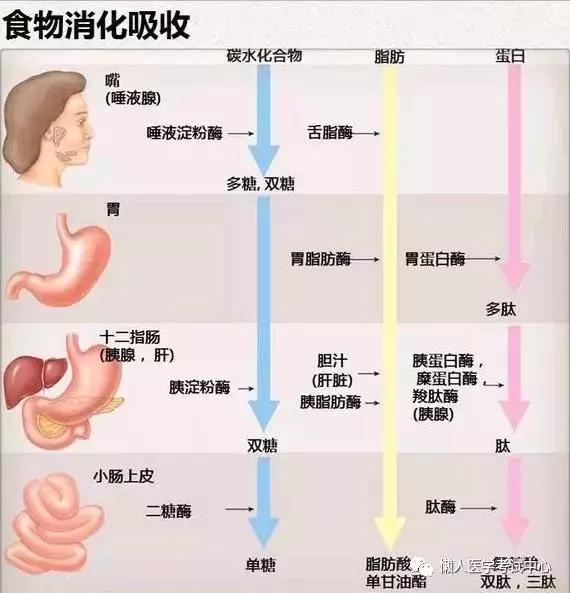 10分钟搞定消化系统