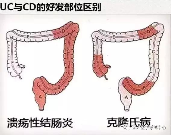 10分钟搞定消化系统