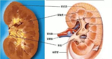 「医学美图」泌尿系统——10分钟搞定