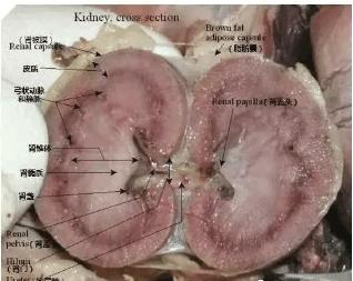 「医学美图」泌尿系统——10分钟搞定