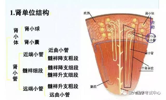 「医学美图」泌尿系统——10分钟搞定