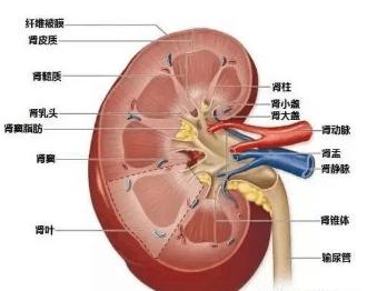 「医学美图」泌尿系统——10分钟搞定