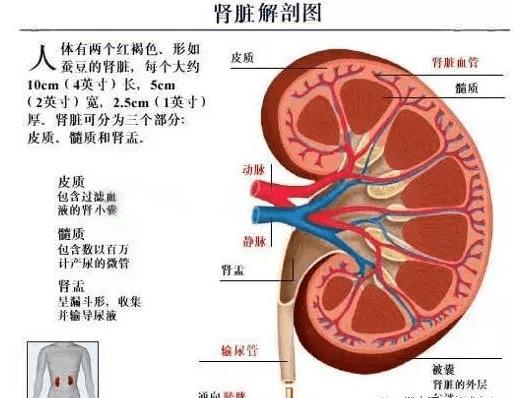 「医学美图」泌尿系统——10分钟搞定