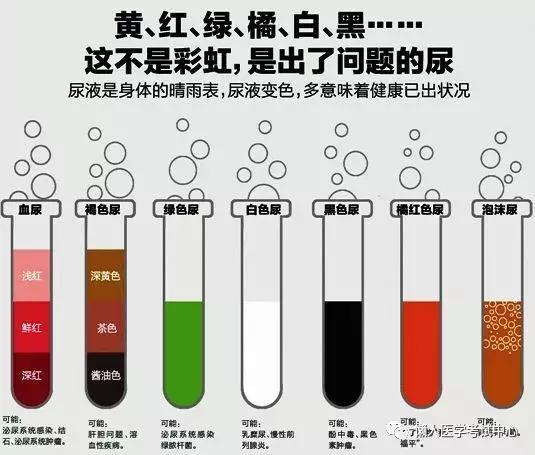 「医学美图」泌尿系统——10分钟搞定