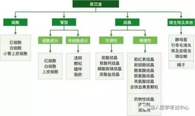 「医学美图」泌尿系统——10分钟搞定