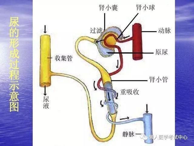 「医学美图」泌尿系统——10分钟搞定