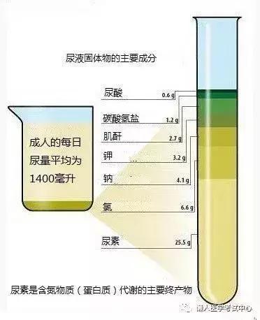 「医学美图」泌尿系统——10分钟搞定