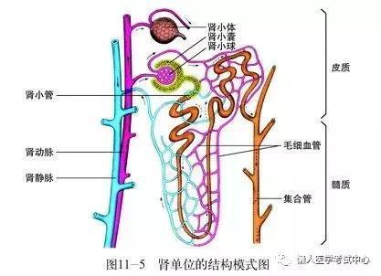 「医学美图」泌尿系统——10分钟搞定