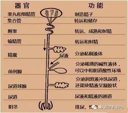 「医学美图」泌尿系统——10分钟搞定