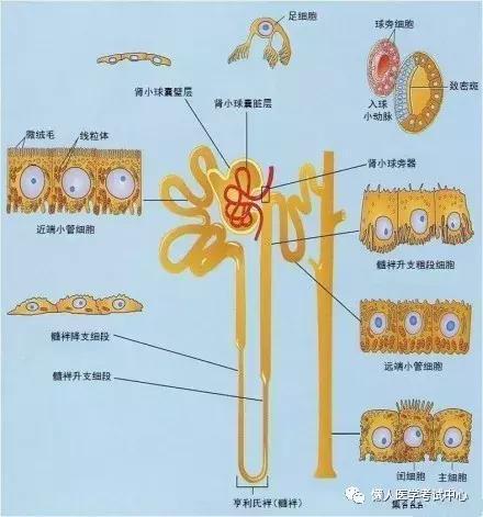 「医学美图」泌尿系统——10分钟搞定