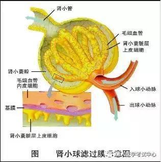 「医学美图」泌尿系统——10分钟搞定