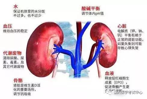 「医学美图」泌尿系统——10分钟搞定