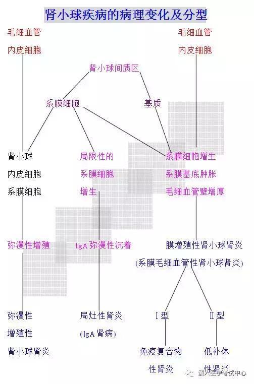 「医学美图」泌尿系统——10分钟搞定