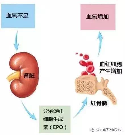 「医学美图」泌尿系统——10分钟搞定